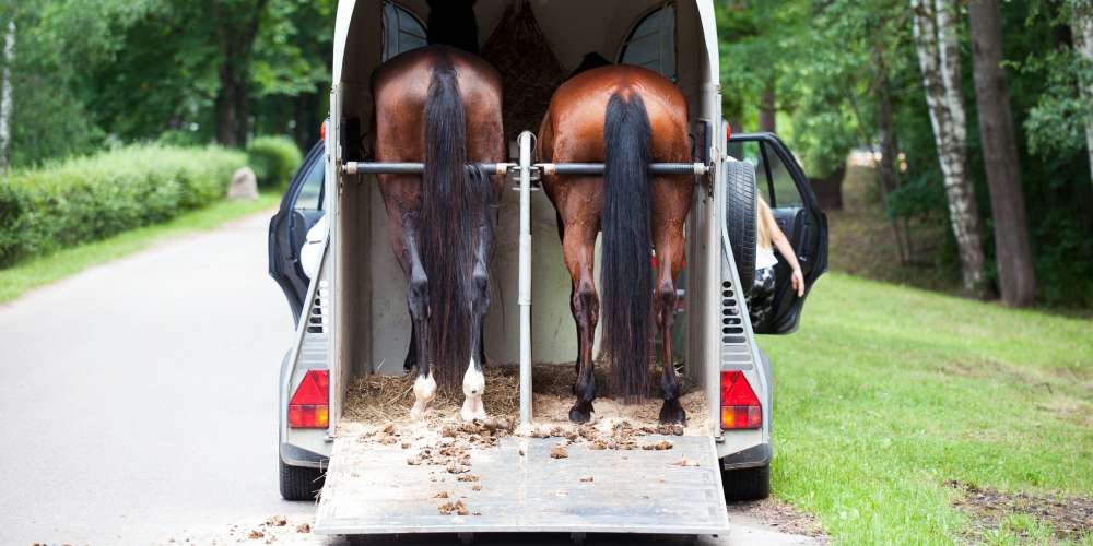 The Essential Guide to Safe Horse Travel & Leg Health Australia