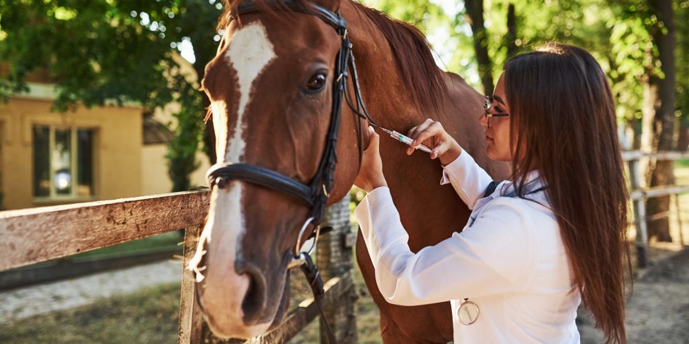 The Ultimate Guide to Masking vs Healing main image of vet giving injection to horse