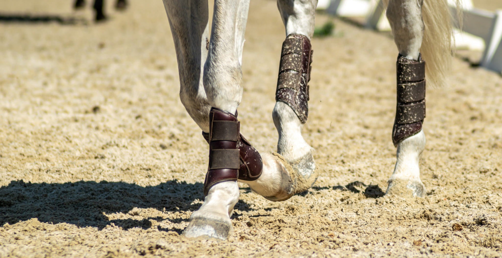 Ultimate Guide to Horse Boots Magnetic vs Cooling Technology Main Image