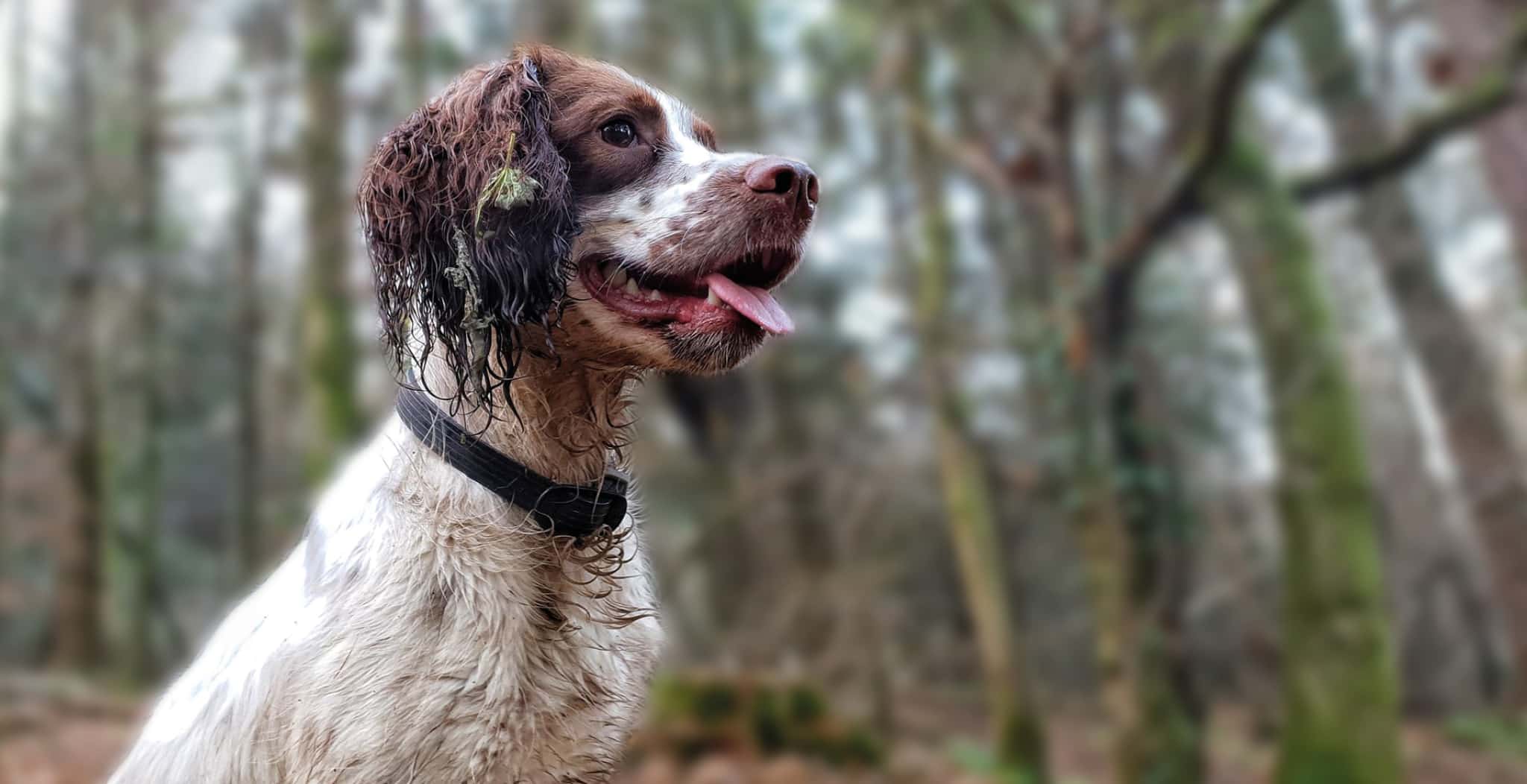 DOG Streamz advanced magnetic therapy dog collar for joint care and wellbeing dysplasia arthritis and many more issues. Image of dora wearing dog dollar in black.