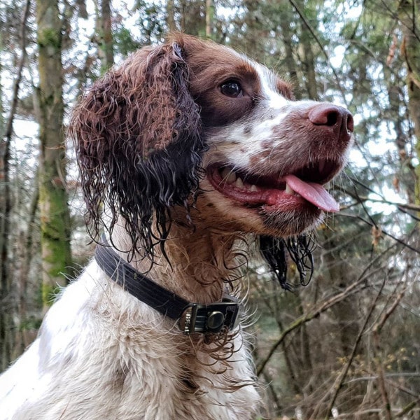 Forest Dog Rescue Gap Kennels 9,7 Ribu Ilustrasi, Foto Stok, Dan