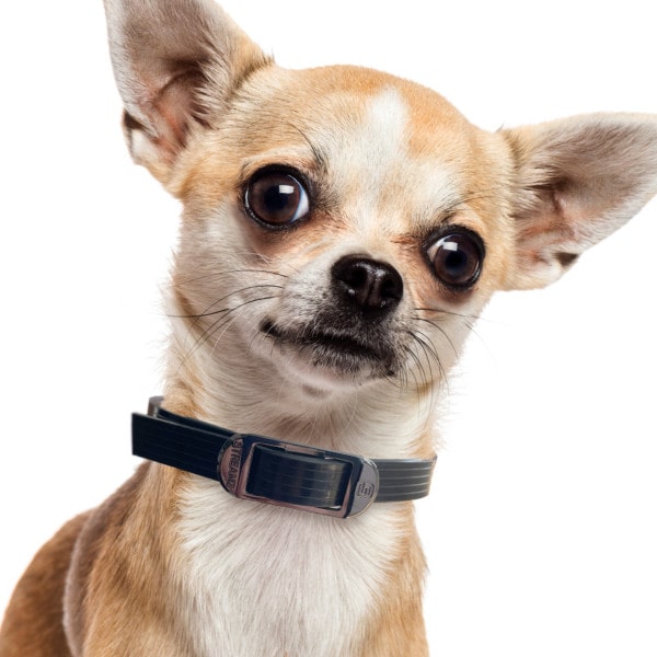 DOG Streamz magnetic pain relief collar on small dog breed