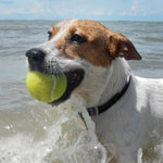 DOG Streamz magnetic pain relief collar on jack russel in water