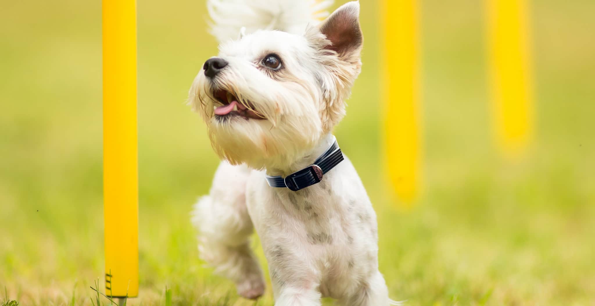 DOG Streamz advanced magnetic dog collars therapy bands for dogs and puppies. Arthritis, dysplasia elbow and hip and many age related issues. Natural and non-invasive magnetic therapy for dogs. Image of small doggy in dog streamz collar doing dog agility