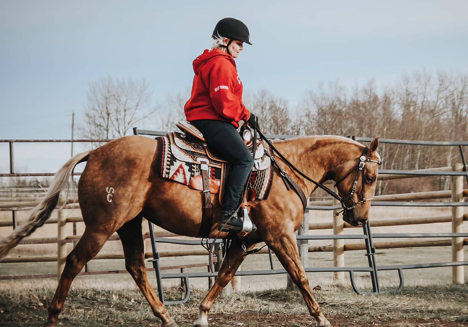 EQU-StreamZ-Magnetic-Horse-Bands-Trevor-Breen-sportshorses-and-horse-with-bands-on-for-recovery-rehabilitation