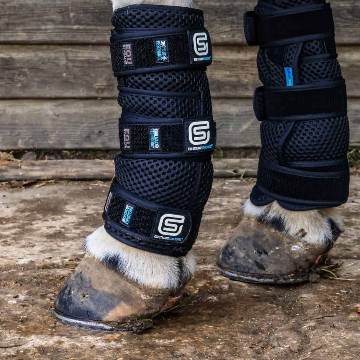 Horse legs wearing black therapy boots and leg wraps for cooling 