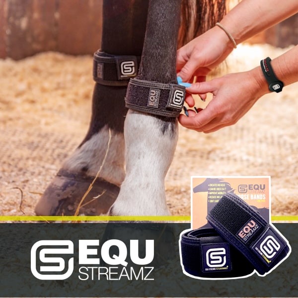 EQU StreamZ Magnetic Therapy Bands for horses. Ideal for arthritis, navicular, ring bone, windgalls, injury recovery, splints, age related conditions & much more. Neoprene bands wrapped around fetlock or hock on front or hind legs. Joint care & wellbeing.
