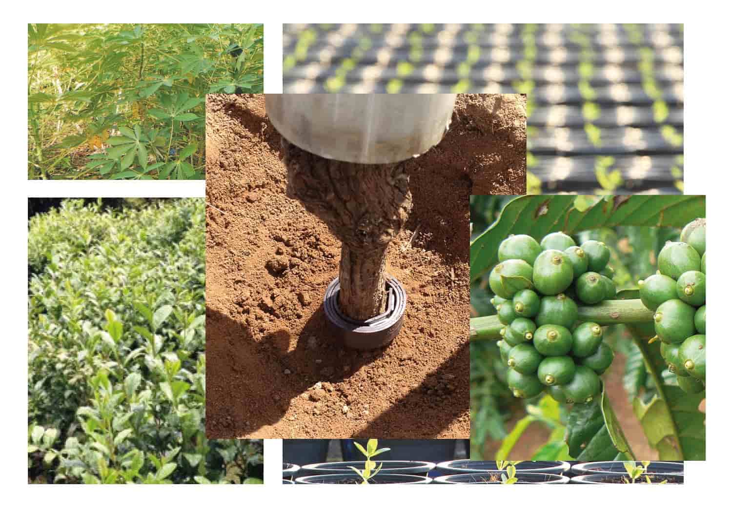 ECO streamz introduces streamz magnetic technology to commercial crops